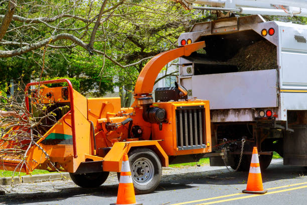 Best Tree and Shrub Care  in Winchester, VA